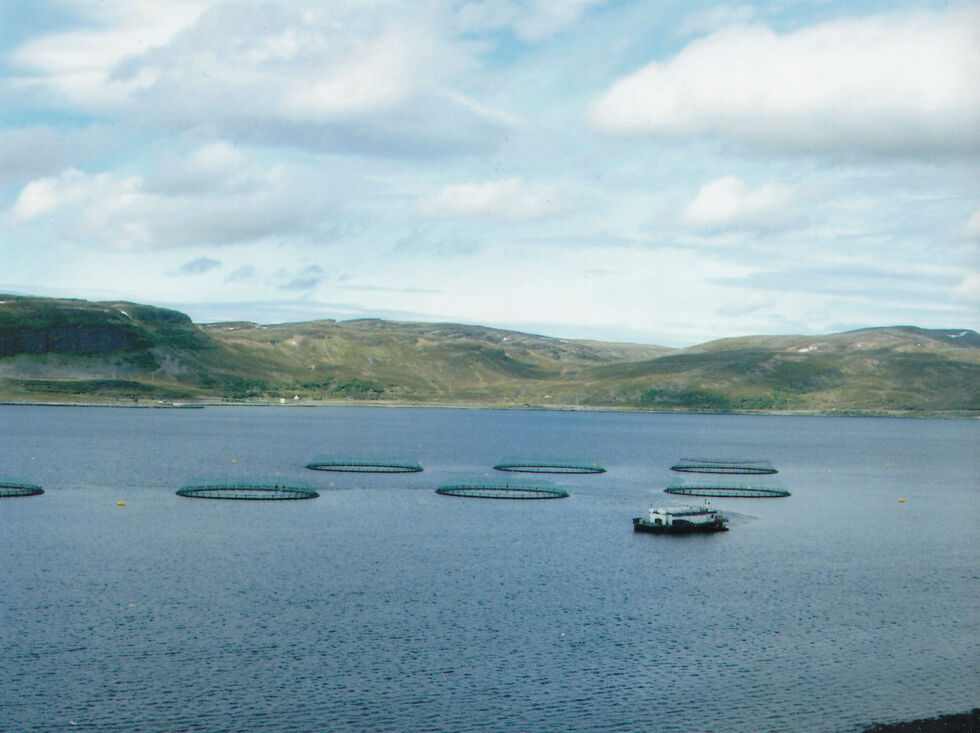 En parasitt har gått løs på oppdrettsanlegget ved Repvåg i Porsangerfjorden.
 Foto: John Gustavsen