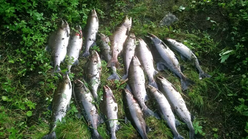 Russelaksene (pukkellaksene) som den finske sportsfiskeren Eeva Nuorgam fikk denne uka i elva Vetsikko, et par mil nedenfor Utsjoki på finsk side.
 Foto: Privat