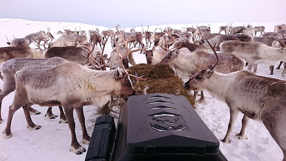 Denne hardt utsatte reinflokken har i flere år vært plaget av gaupe, og for tre år siden herja en slagbjørn stygt før den ble skutt.
 Foto: Bjørge Pedersen