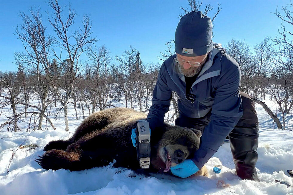 Forsker Ole-Gunnar Støen tilpasser et GPS-halsbånd på en bedøvet bjørn, slik at det sitter godt. Ikke for stramt, men heller ikke for løst.
 Foto: Jørn J. Fremstad, NINA