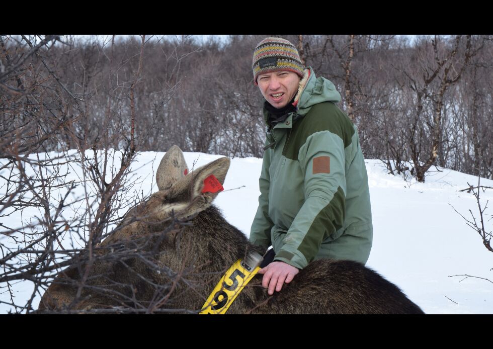 Rolf Rødven var vinteren 2016 med på å merke elg i Nesseby og Tana. I løpet av kommende vinter vil klavene ramle av, og Rødven håper jegerne sparer elg som har dette rundt halsen når jakta nå er igang
 Foto: Torbjørn Ittelin