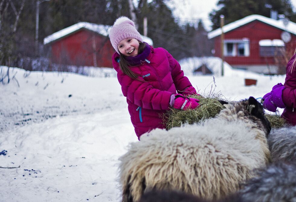 Linnea Madeleine synes det er morsomt å stelle med sauene som er bosatt hos familie i Bieskkenjárga.
 Foto: June Helén Bjørnback