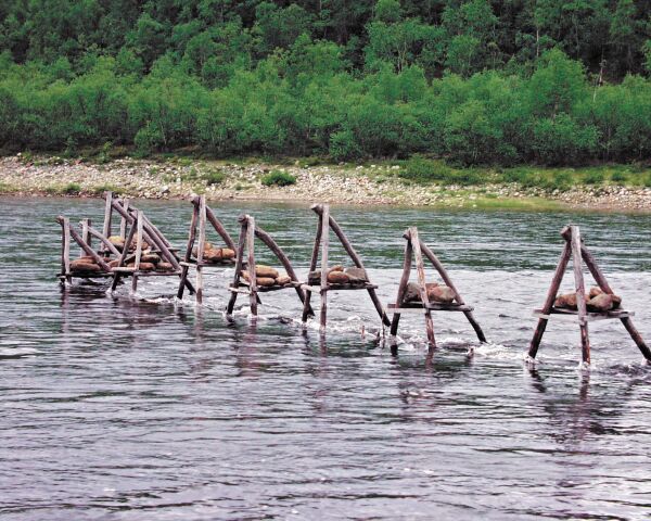 Strunter i Tana-samene