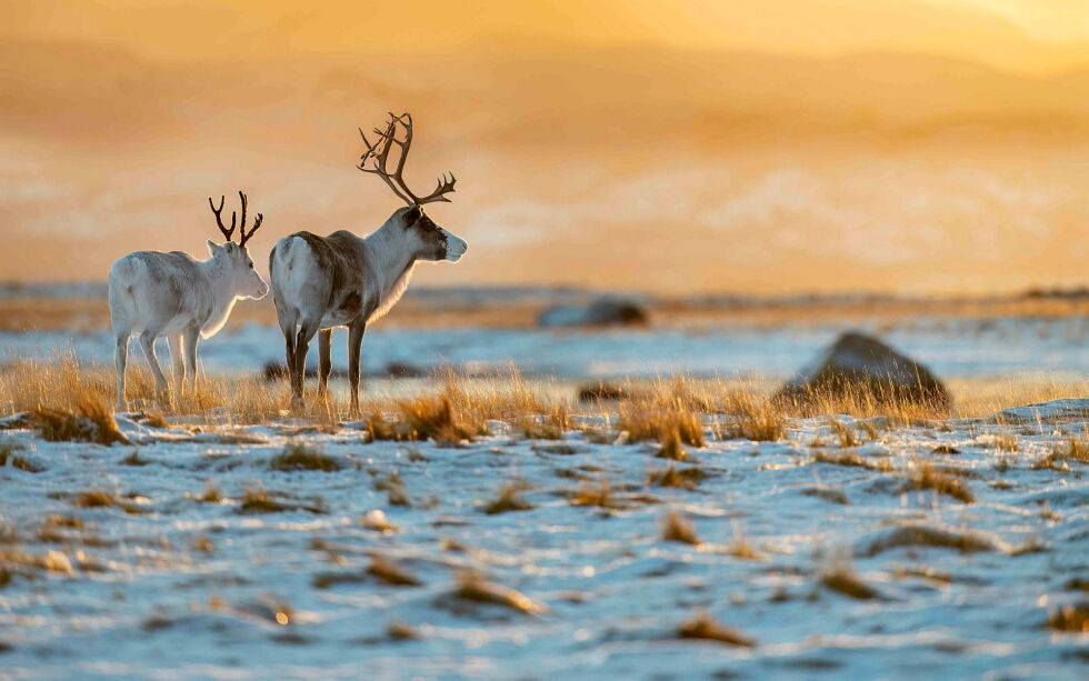 Illustrasjonsbilde av en simle og en kalv fotografert i Porsanger.
 Foto: Cecilie Bergan Stuedal