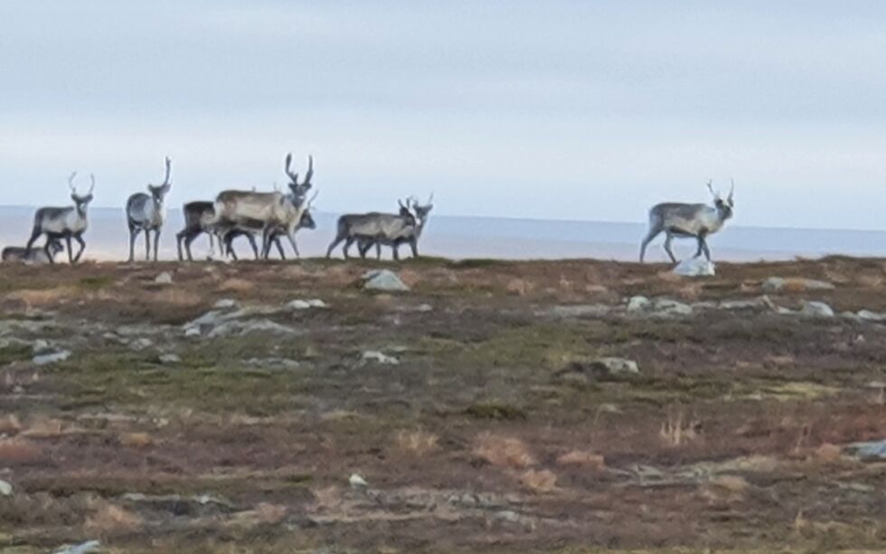 Hundeeier godtok ikke forelegget og må møte i retten. Ill.foto: Torbjørn Ittelin