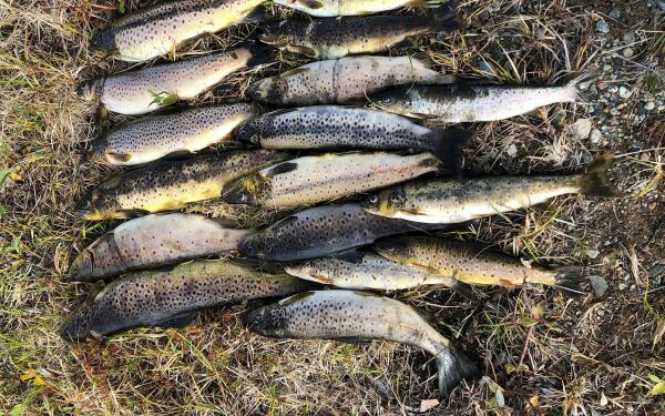 Flere lurer seg unna fiskekort