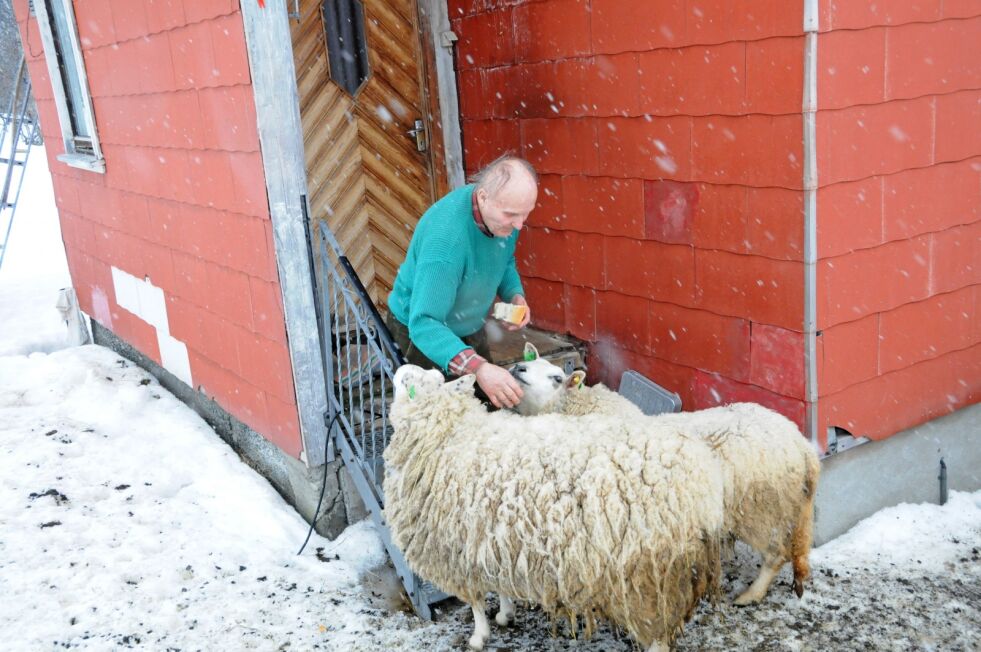 Valter Johnsen har ikke lenger sauer etter at drifta ble lagt ned. Dermed ble han den siste sauebonde i Jarfjord. Her ser vi han lykkelig sammen med sine sauer for noen år siden.
 Foto: Hallgeir Henriksen