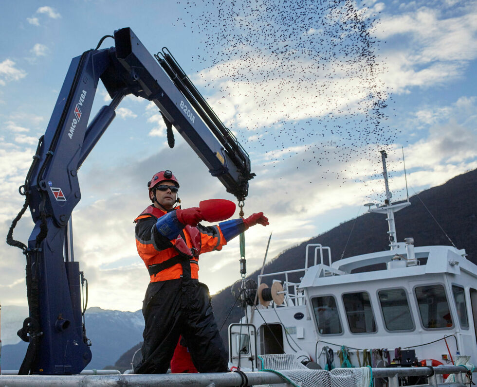 Kostnadsstrukturen viser at hele 71 prosent av omsetningen i havbruk går til varekjøp. Det betyr store leveranser fra leverandørnæringene.
 Foto: Audun Iversen, Nofima