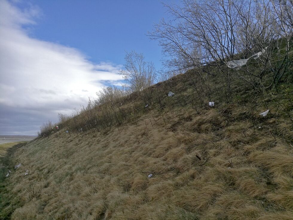 Stormen forrige uke førte til at mye flyvavfall kom seg ut fra ØFAS sitt anlegg i Tana. Verst var det på anleggssiden på veien, men også ned mot elva (til høyre) hadde plastavfall funnet veien.
 Foto: Erik Brenli