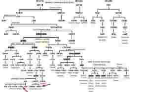 De nyeste DNA-resultatene fra nordsamens farslinjer