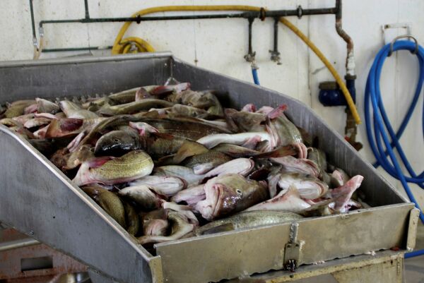 Vil forby utførsel av fiske-filet for turistfiskere