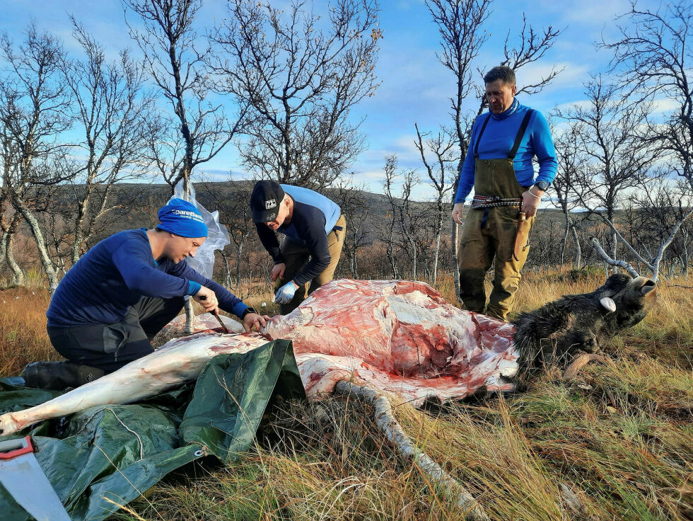 En fem tagger er felt. Jim Rune Fosshaug, Dag Rune Johansen og Runar Johnsen tar seg av 186 kilo elg.
 Foto: Privat