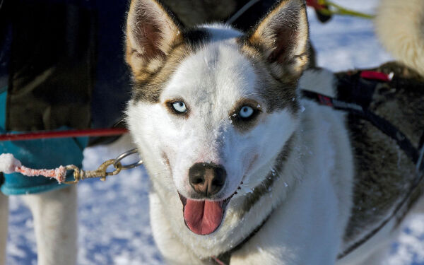 Hundekjører har avlagt positiv dopingprøve