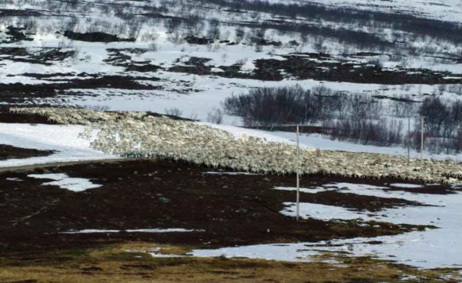 Reindriftssamene fikk bare smuler i tapserstatning i forhold til kravet.
 Foto: Lars Birger Persen