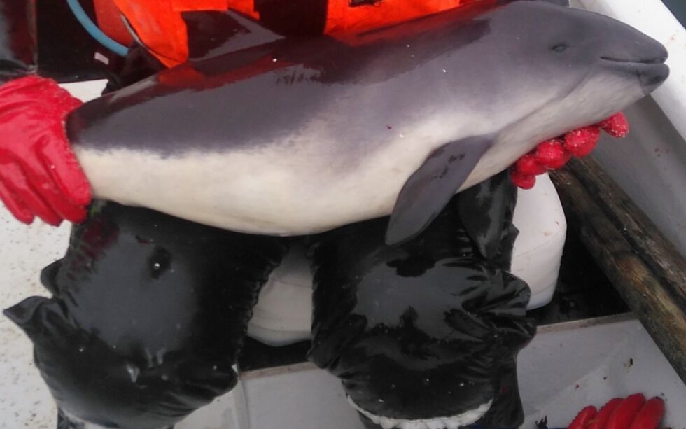 Bifangst av nise i norske fiskegarn er høy. Regjeringen har nå valgt å videreføre krav om bruk av såkalte pingere, eller niseskremmere, under garnfiske i Vestfjorden. Foto: Privat