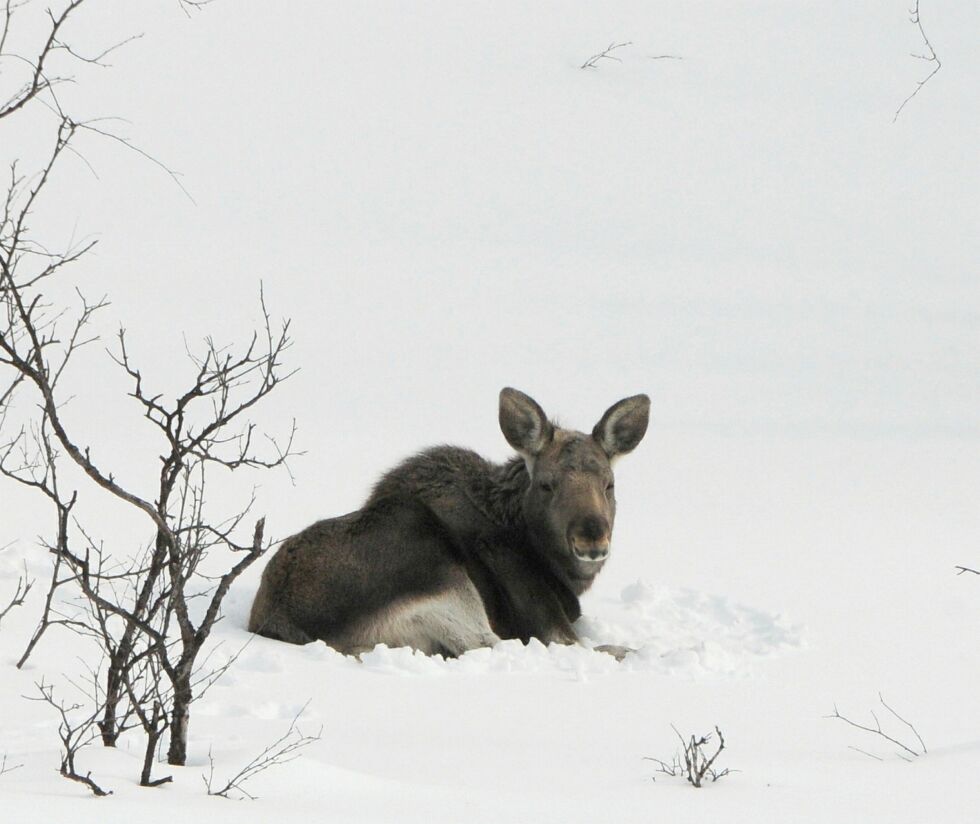 Trygve Myrmel ber folk være ekstra oppmerksomme når de kjører, på grunn av stor fare for elg i veibanen. Illustrasjonsfoto: Stein Torger Svala