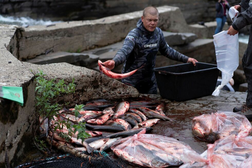 Det så ut som en ren laksemassakre rundt fisketrappa.
 Foto: Therese Norman Andersen