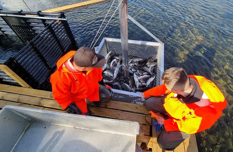 Det forventes noe pukkellaks i sjøen og elvene i Finnmark også i år, men ikke i nærheten av de mengdene som ble tatt opp i fjor.
 Foto: Torbjørn Ittelin