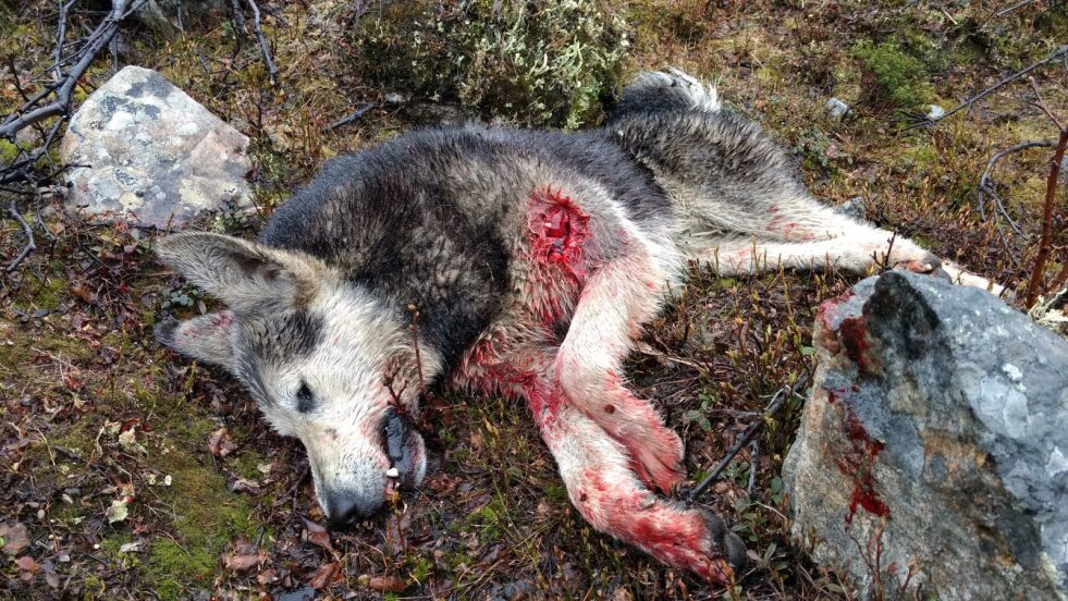 Denne russiske løshunden ble onsdag skutt ved Store Kobbholmvann etter at den jagde rein ut på isflakene.
 Foto: Privat