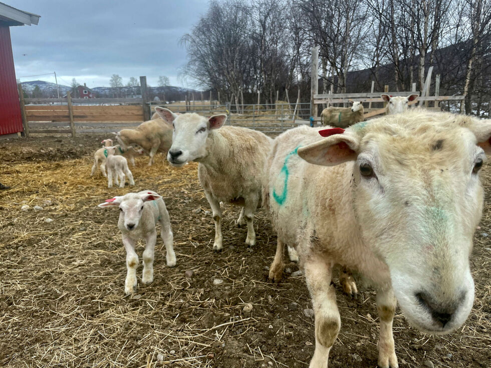 Reindriftsutøvere og sauebønder sliter ofte med å få gjennomslag for sine perspektiver. 
– Erfaringsbasert kunnskap gis lite rom i rovviltforvaltningen i Norge, sier Camilla Risvoll.
 Foto: Birgitte Wisur Olsen