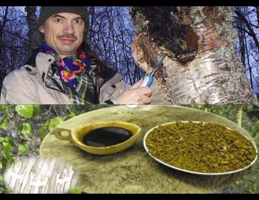 Ronald Kvernmo har fått enerett på chaga, navnet på en naturmedisinsk sopp fra bjørk.
 Foto: Isogaisa.org