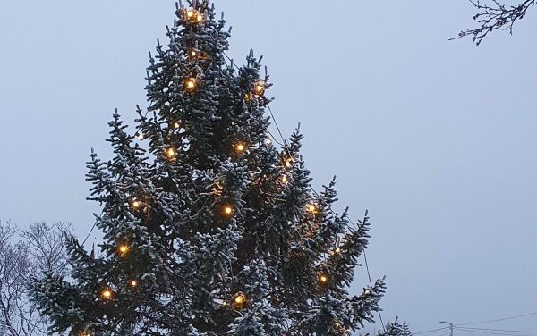 Kortreiste juletrær