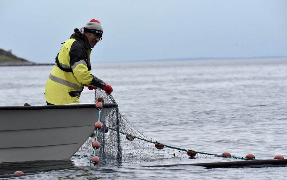 Årets sesong for sjølaksefiske er snart over, og Sigmund Wilhelmsen kan si seg fornøyd. Til neste år er det igjen ventet storinnrykk av russelaks, noe som kanskje kan påvirke fisket av atlanterhavslaksen.
 Foto: Irene Andersen