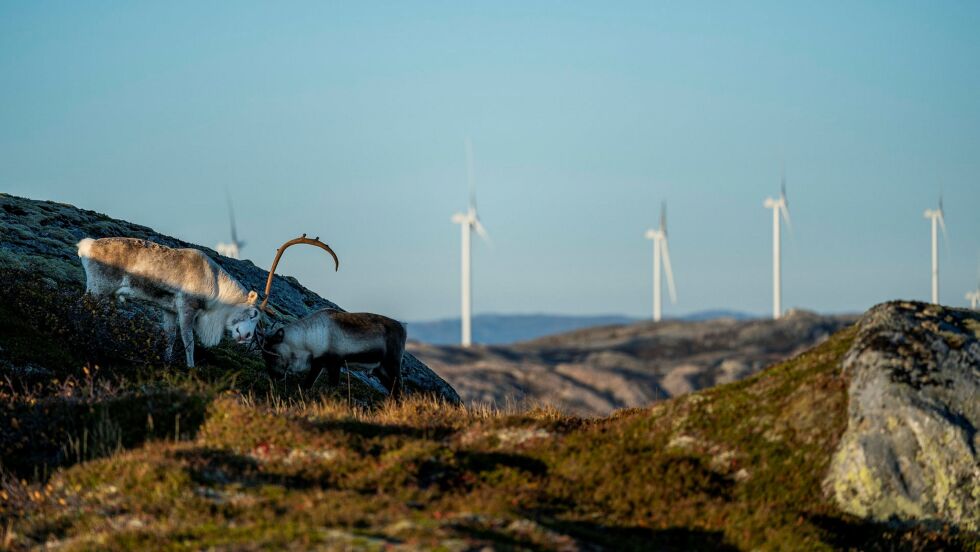 Natur­res­surs­insti­tut­tet i Fin­land sin sammenstilling av forskningen viser at rein er blant dyreartene som er mest følsom for vindturbiner.
 Foto: Fosen Vind
