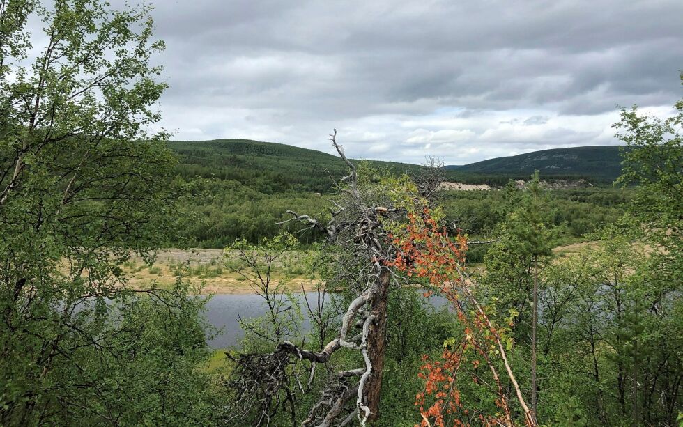 I det­te områ­det ved Ásl­lat­pier­vár­ri og Iešvárri i Kar­as­jok ble den eldre bær­pluk­ke­ren spor­løst borte. Verken po­li­ti­et, For­svar­et, Sivil­for­sva­ret, red­nings­he­li­kop­te­ret eller etter­søks­hun­dene som deltok i lete­ak­sjo­nen klarte å finne ham. Nå kan omsi­der lev­nin­gene av mann­en omsi­der ha kommet for en dag – takket være en lokal rein­eier.
 Foto: Stein Torger Svala