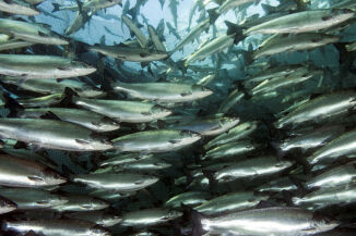 Ulovlig fiskeeksport truer felles verdiskapning