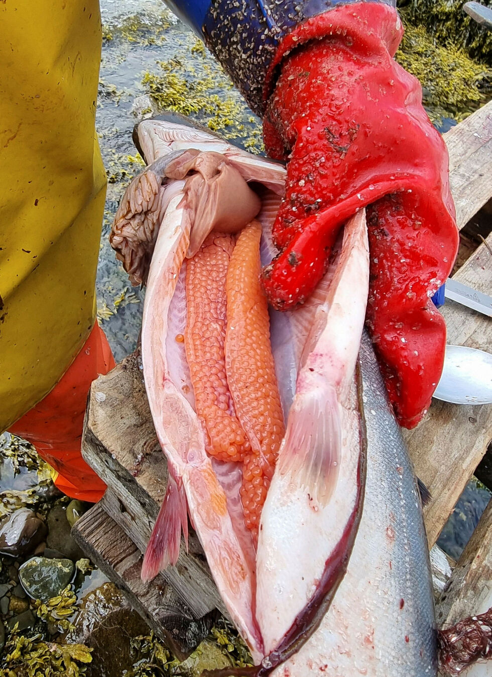 Villaksen er mer truet enn noen gang, og en ekspertgruppe vil fryse ned genmateriale og starte innsamling før bestandene kollapser.
 Foto: Torbjørn Ittelin