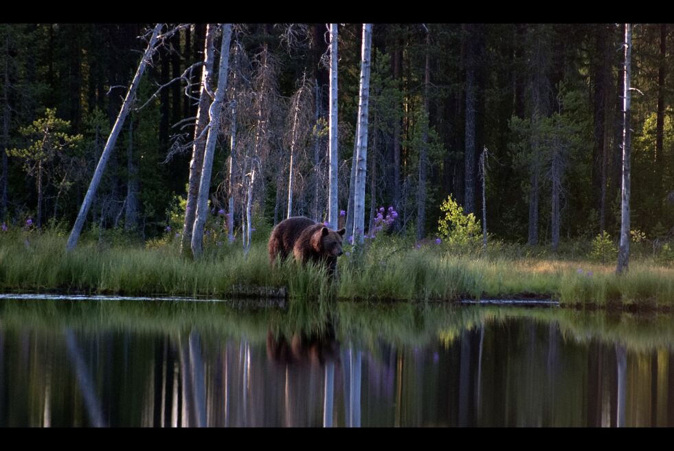 Har det ruslet en bjørn i Olderfjord siste uken? Spor kan tyde på det, men ingenting er bekreftet.
 Foto: Irene Andersen