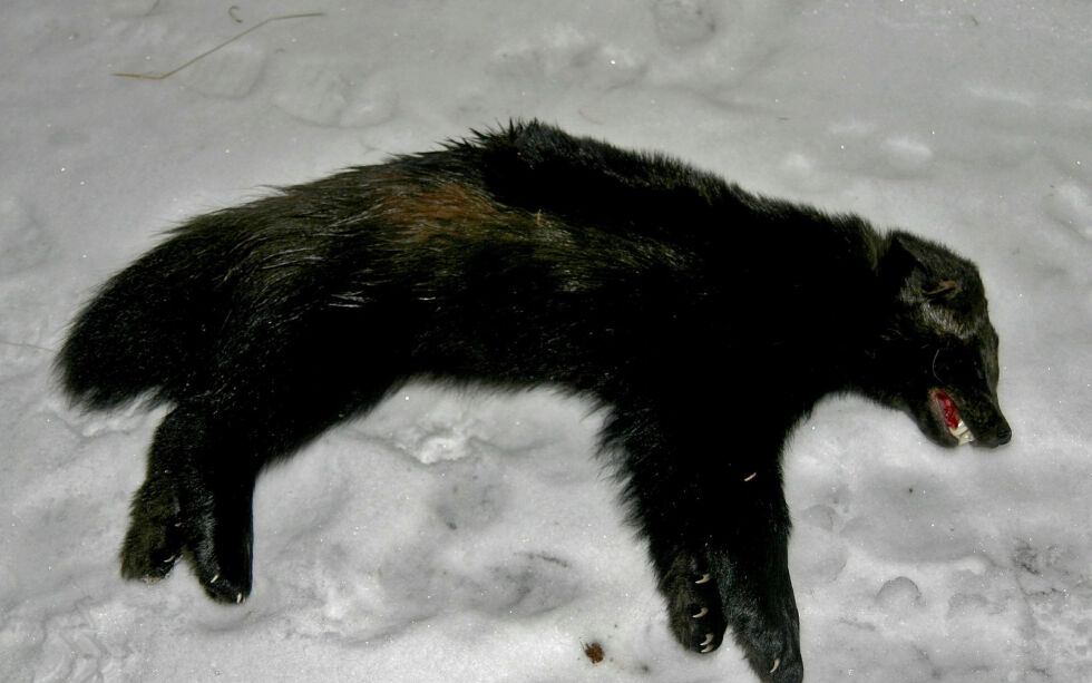 Det er vedtatt å ta ut i alt seks jerv i Troms og Finnmark under kategorien skadefelling. Sist søndag og mandag ble det skutt to dyr.
ILLUSTRASJONSFOTO: TORBJØRN ITTELIN