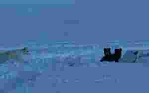 Fjellrev smittet av pelslus