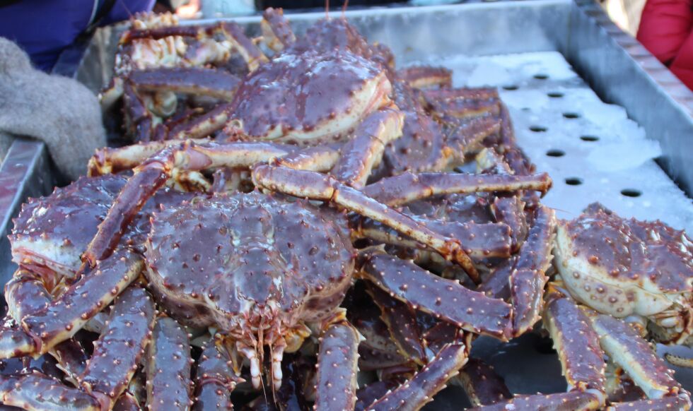 Det skal ha vært ulovlig omsatt kongekrabber for millioner i følge politiet. Illustrasjonsfoto
 Foto: Torbjørn Ittelin