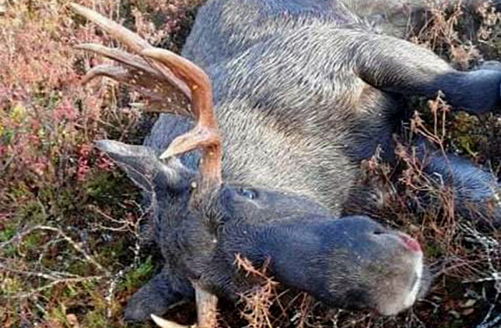 En film som ble lagt ut på nettet avslørte at jegerne ikke hadde fulgt regelboka for elgjakt.
 Foto: Privat