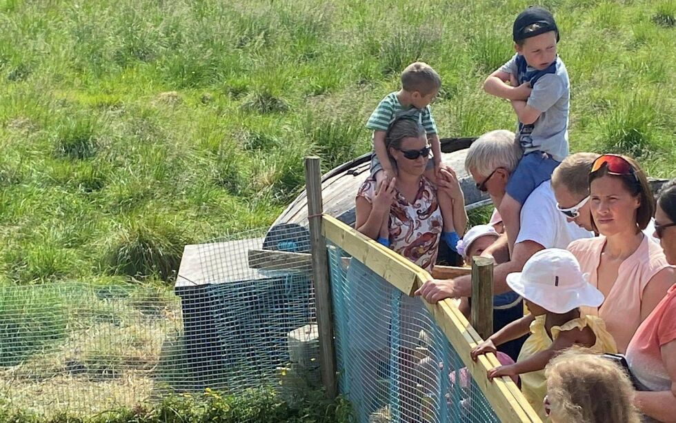 I sommer er disse indiske løpeendene en attraksjon, til jul blir de julemåltid for familien Borthen-Mikkola.
 Foto: Privat