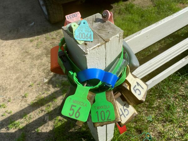 Flere sauer tatt av bjørn