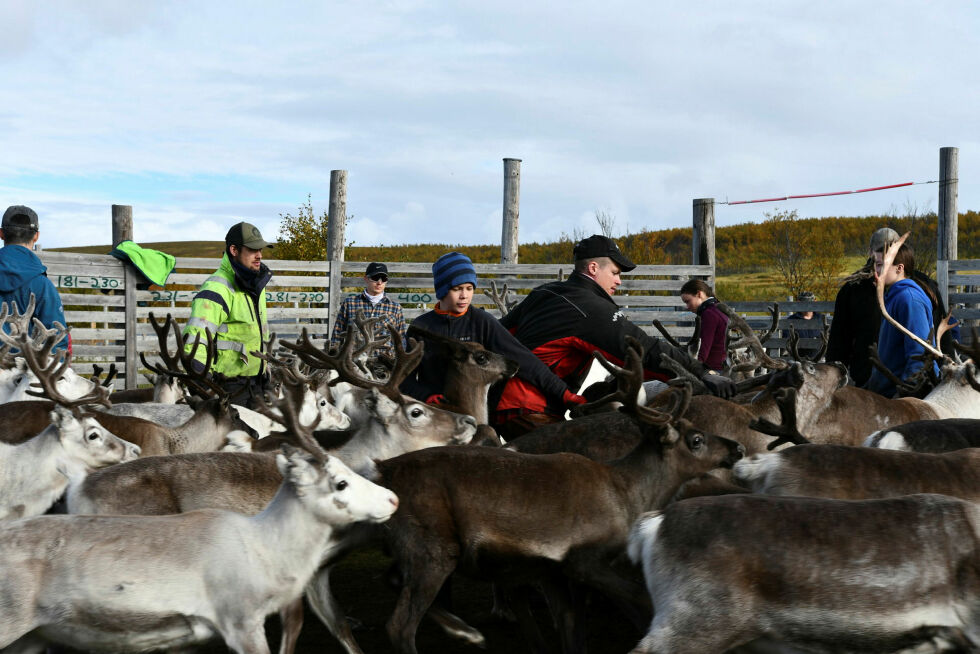 Ny forskrift sier at siidaandelen har best oversikt.
 Foto: Irene Andersen