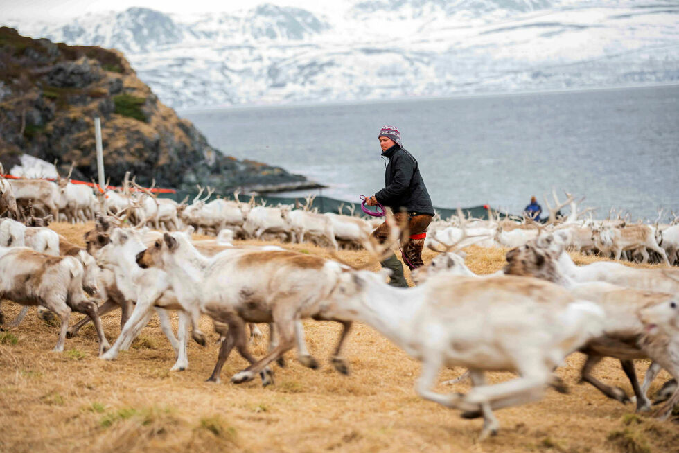 Jovsset Ánte Sara ble dømt til å redusere sin reinflokk. Nå har Norge blitt felt av FNs menneskerettskomité.
 Foto: karl alfred larsen