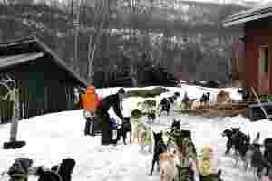 Ifjord tåkelagt - hundekjørerne kjørte Masjok rundt