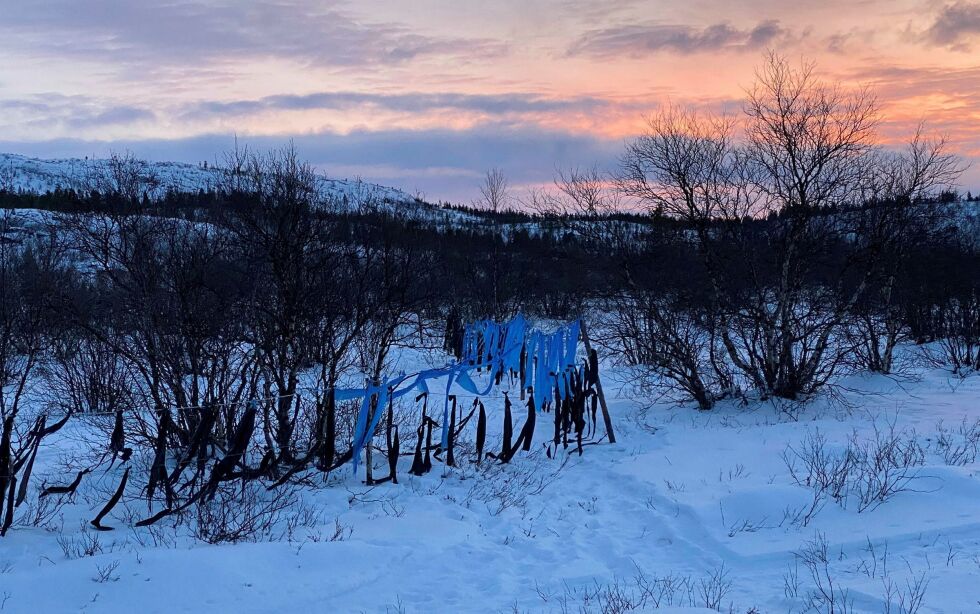 I Øvre Nei­den har Magga-sii­da­en brukt blå plast i strim­ler for å hol­de rein­en bor­te. Van­s­ker med å skaf­fe nok svart plast er år­sak­en til det.
 Foto: Hallgeir Henriksen