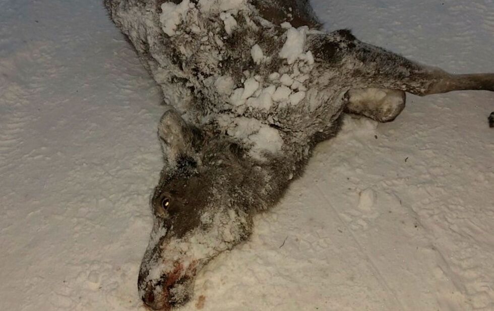 Denne elgkalven ble funnet i veibanen av en brøytesjåfør tidlig tirsdag morgen.
 Foto: Privat