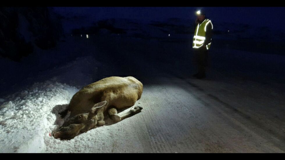 Det er mye elg langs veiene i Nesseby kommune. Denne ble påkjørt lørdag i området mellom Nyelv og Barsnes. Foto: Privat