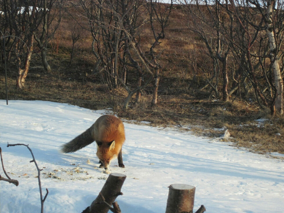 Én av bygderevene i Bugøynes.
 Foto: Privat