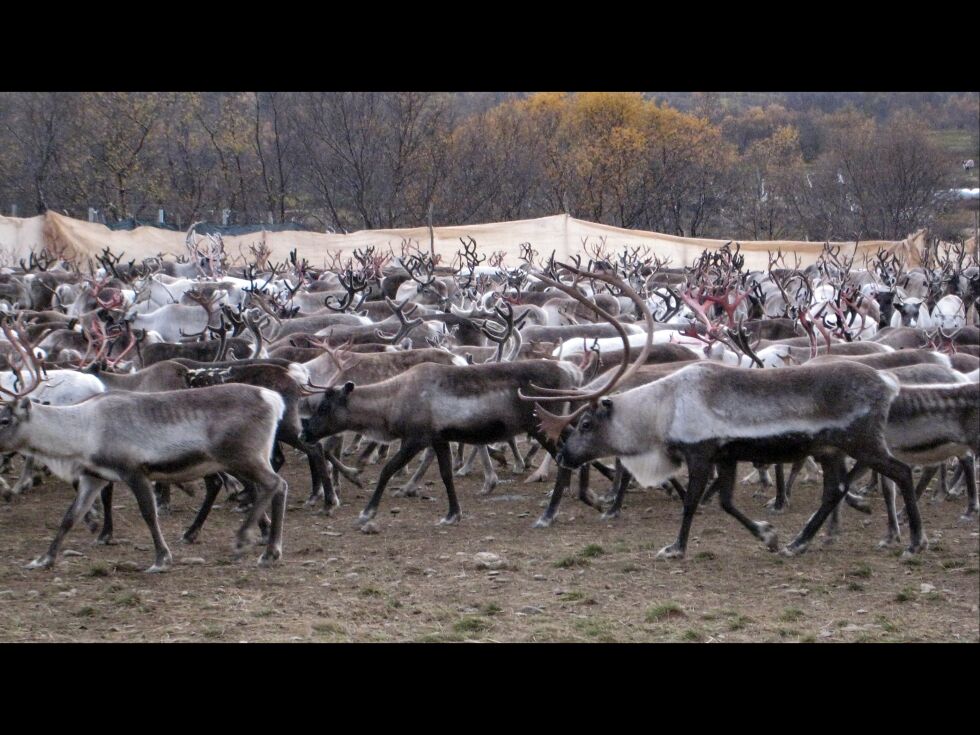 Reintallet i Finnmark har holdt seg ganske stabilt det siste året.
 Foto: Arkiv