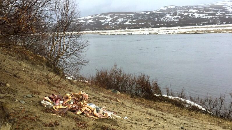 Noen har sett sitt snitt til å tømme fryseren ved elva i nærheten av hyttefeltet. Masse grei mat er gått på «dynga».
 Foto: Privat