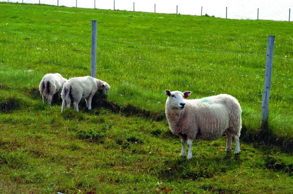 Miljøet lokalt er viktig for sauebønder. Faktisk mer enn lønnsomhet, viser en undersøkelse fra Hedmark.
 Foto: Oddgeir Johansen