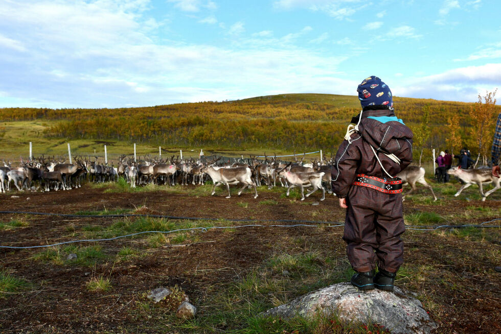 – Langsiktige konsekvenser må synliggjøres, ikke minst for barns oppvekstvilkår og reindriftas bærekraft i et generasjonsperspektiv, uttaler NRL. Bildet viser kalvemerking i Smørfjord.
 Foto: Irene Andersen