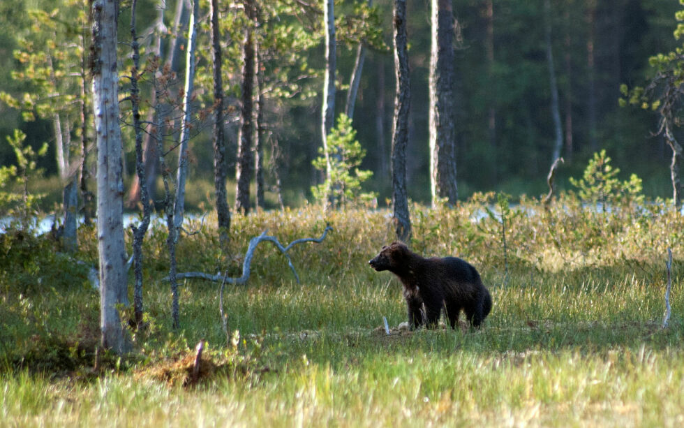 Hiuttak av voksen jerv reduserte tapene de første ett til to årene etterpå, mens lisensjakt ikke hadde en slik effekt lokalt.
 Foto: Irene Andersen
